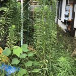 空き家の草ビフォアー