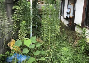 空き家の草ビフォアー
